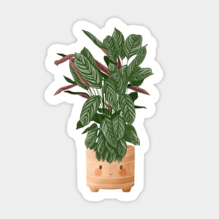 Cute Plant Illustration, Calathea Makoyana Compact Star Sticker